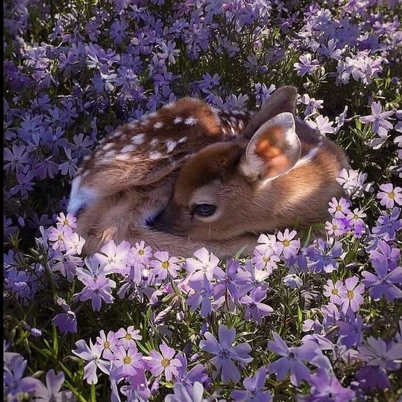 Meet your Posher, Katie - Picture 1 of 1